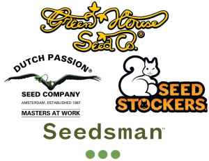  Ježíškův nášup: 16 semen 
 8 automatů a 8 feminizovaných semínek 
Ve zbrusu novém balíčku od 4 předních světových seedbank najdete: 2 ks Tarte Tatin od Green House Seed, 4 ks White Widow od Seedsman, 6 ks Gorilla Cookies Auto od Seedstocker a po 2 ks Frisian Dew a Auto Melonade Runtz od Dutch Passion. Jde o sběratelský předmět. 