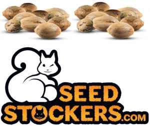 
 19 oříšků od Veverek 
 15 automatů a 4 fasty od Seedstockers 
Čerstvé novinky ze slunné Barcelony: 15 semen odrůdy Gelonade Auto a k tomu 